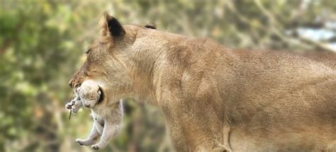 A Rare Moment In The Wild Stories From Kruger Park Matriarch Africa