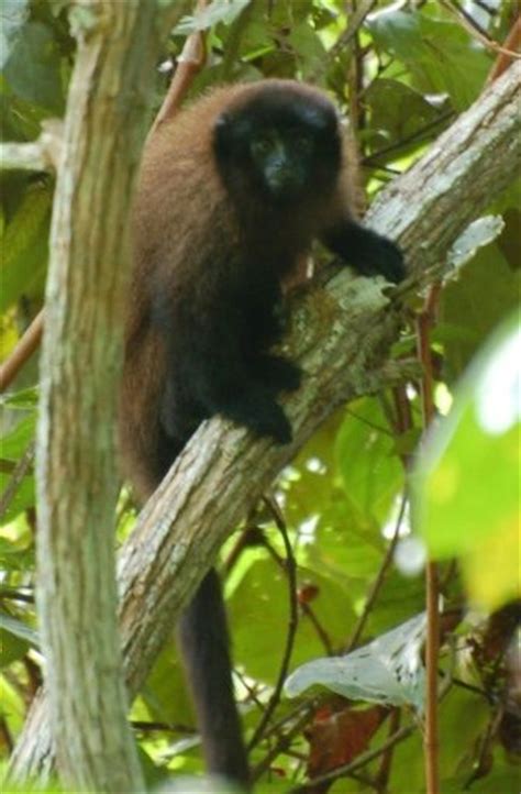 Descubre Una Nueva Especie De Mono Tití En Perú