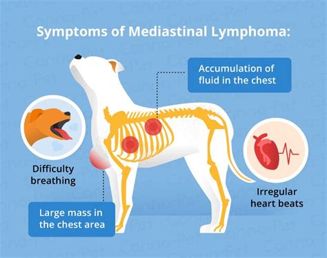 Lymphoma In Dogs Canna Pet Canine Cancer Lymphoma In Dogs Vet