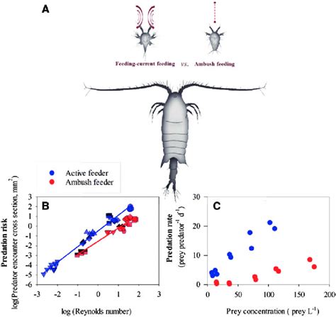 Foraging Mode And Predation Risk In Zooplankton A The Rheotactic