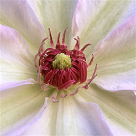 From 15 to 20 cm. BBC - Gardening: Plant Finder - Clematis