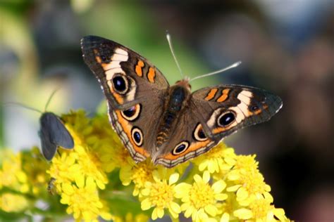 Delco Daily Top Ten Top 10 Identifying Butterflies