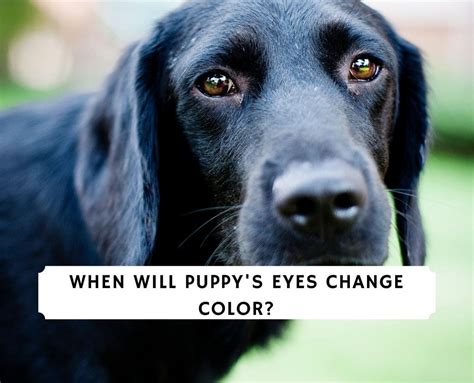 But as their vision begins to develop, so too does the color of their eyes start to change. When Do Puppy's Eyes Change Color? (2021) - We Love Doodles