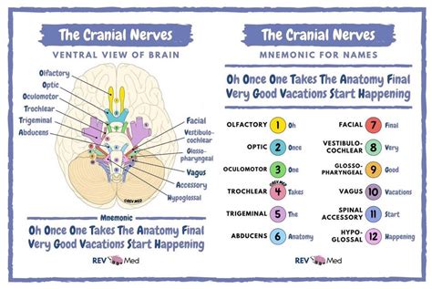 Cranial Nerve Mnemonic Cranial Nerves Mnemonic Cranial Nerves Sexiz Pix