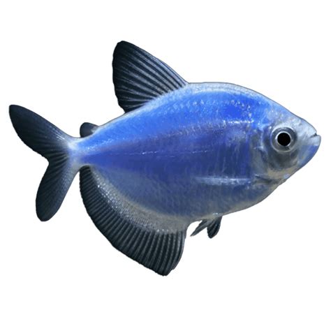Glofish Cosmic Blue Tetra Aquatic Sealife Store
