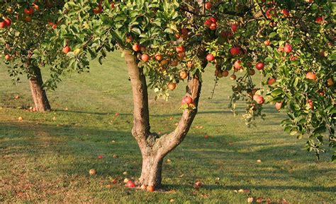 How To Grow An Apple Tree From Seed Step By Step Can I Grow An Apple