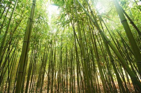 What Is Bamboo Definition Of Bamboo Bamboo Fabrics Bamboo