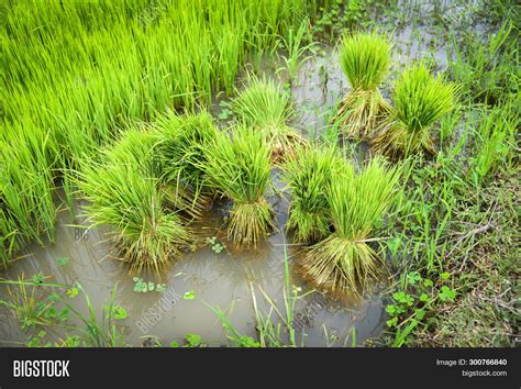 Seedlings Rice Plant Image And Photo Free Trial Bigstock