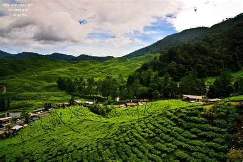 Panoramio - Photo of Gunung Mas Puncak Bogor, Indonesia