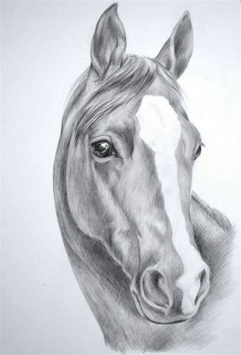 Pin By Ana De Mula On Tattoo Horse Drawings Horse Head Drawing