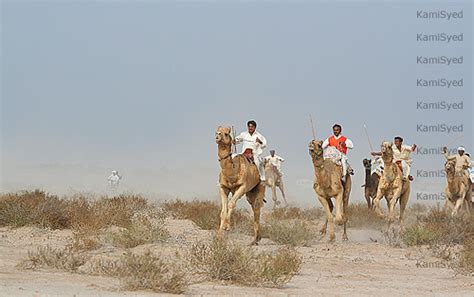 Camel racing has been part of arabian culture for generations, but the widespread use of robots as jockeys is giving the sport a modern twist. Camel race | Cholistan Desert | KamiSyed. | Flickr