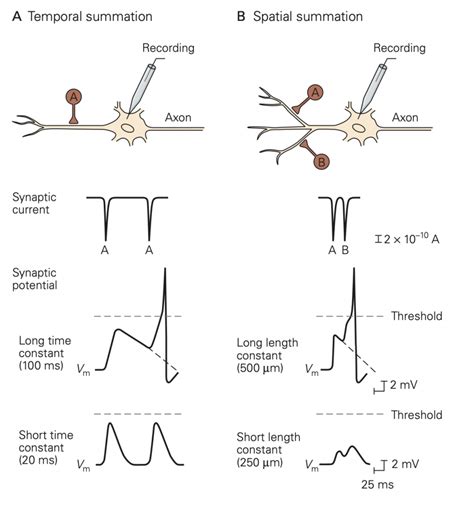 Summation Of Synaptic Potentials Synapses Neurotransmitter Receptors