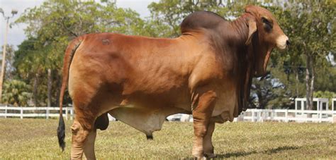 Stunning brahman bull for sale , i've had the bull since it was a calf, the bull is now 6 years of age. Brahman Cattle for Sale Archives - Moreno Ranches