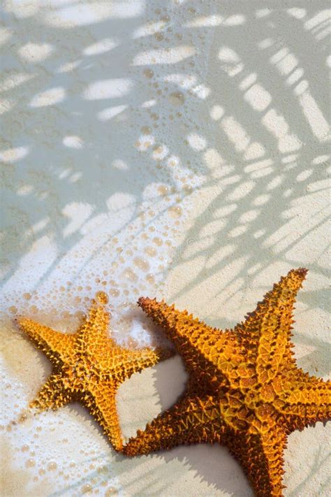 Art Beautiful Starfish On A Beach Sand With Wave Stock Photo Image Of