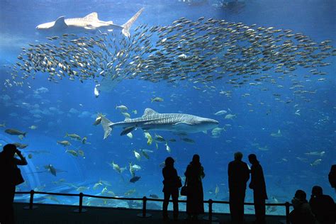New Orleans Aquarium To Open Big New Touch Pool Oct 5