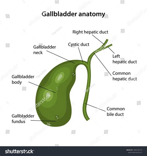 Anatomy Gallbladder Description Corresponding Parts Anatomical