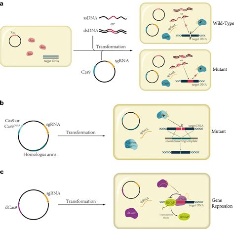 Schematic Diagrams Of Crispr Meditated Gene Editing And Gene
