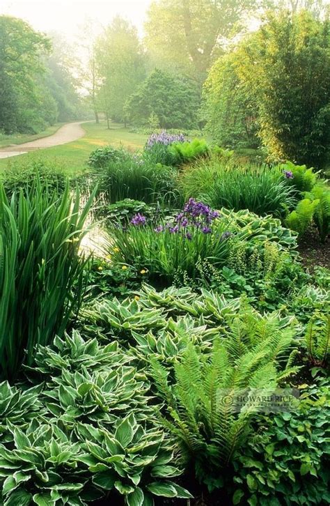Mixed Bed Ferns Hosta Iris Hostas Shade Plants Ferns Garden