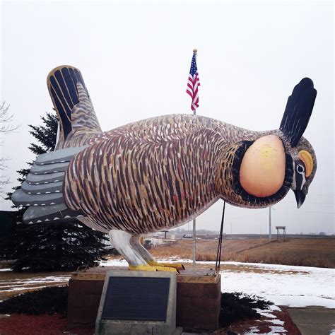 Worlds Largest Prairie Chicken Amy Meredith Flickr
