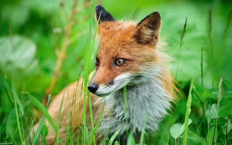 May 15, 2021 · falling leaves fox live wallpaper. animals, Fox, Grass Wallpapers HD / Desktop and Mobile Backgrounds
