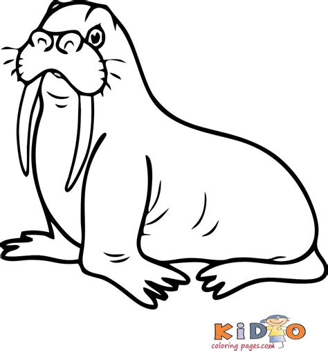These creatures store a lot of subcutaneous fat to keep them warm in cold water. Walrus pages to color for kids - Kids Coloring Pages