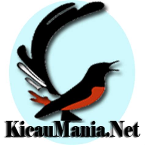 Murai batu (mb) adalah salah satu jenis burung kicau yang semakin hari semakin banyak penggemarnya. cropped-kicaumania-logo-besar-2.png - Portal Informasi ...