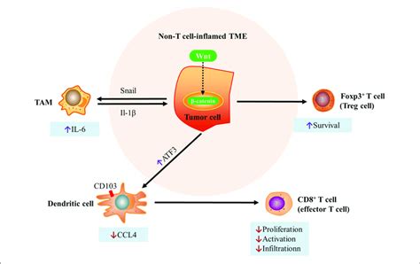 | Mechanisms of immune exclusion through the Wnt/beta-catenin pathway