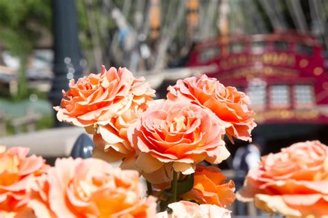 Disneyland Rose Adds Color To The Theme Park And Home Gardens Too