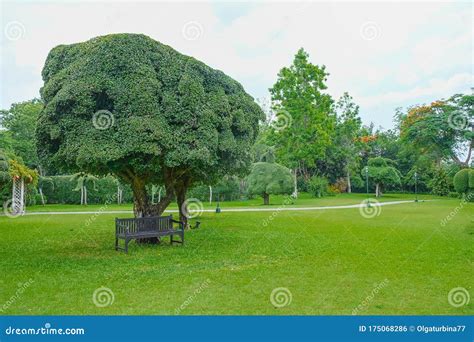 Lonely Branchy Tree Surrounded By Beautiful Topiary Bushes On Green