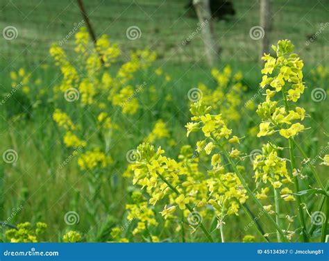 Yellow Mustard Plant Flowers Stock Image Image Of Flower Flora 45134367