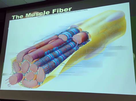 Muscle Fiber Diagram Quizlet