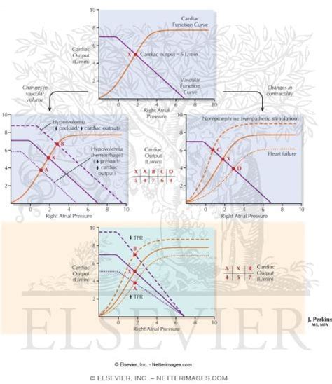 Cardiac And Vascular Function Curves