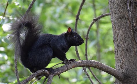 Black Squirrel Wikipedia