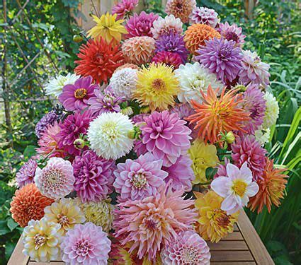 Lihat ide lainnya tentang bunga dahlia, dahlia, bunga. Gambar Bunga Dahlia Yang Indah | Kumpulan Gambar