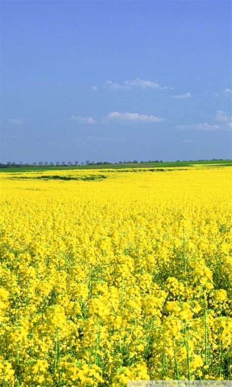 Mustard flower png collections download alot of images for mustard flower download free with high quality for designers. Mustard Flower Field Ultra HD Desktop Background Wallpaper ...