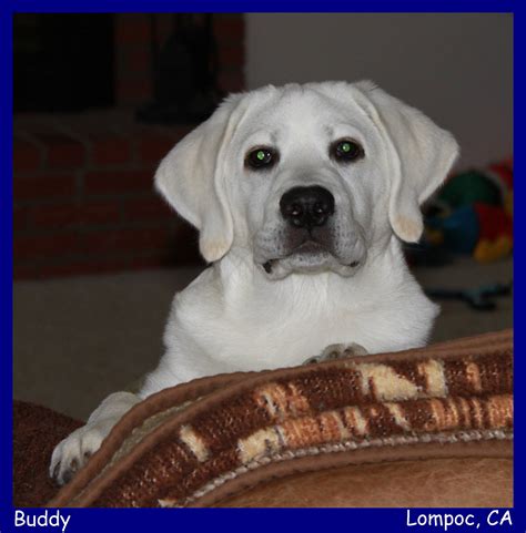 Looking for black labrador retriever puppies for sale? Labs_Pups_Labs_To_Love English Labradors Breeder Yellow ...