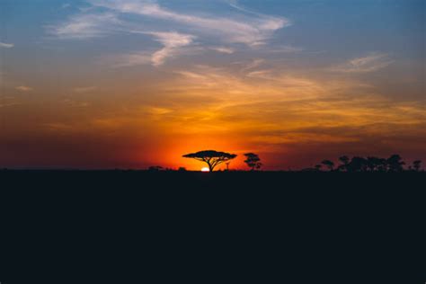 470 Serengeti Sunrise Acacia Tree In Africa Stock Photos Pictures