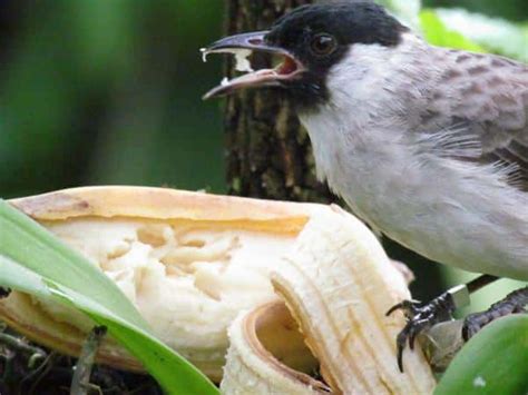 Makanan Burung Kutilang Anakan dan Agar Cepat Gacor