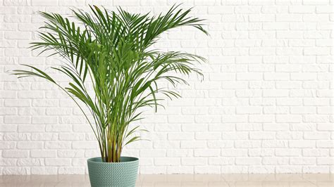 How To Successfully Grow An Areca Palm