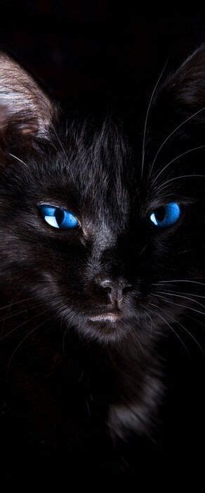 Black Cat Blue Eyes Pretty Cats Beautiful Cats Animals Beautiful