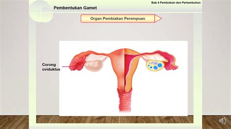 Nota kreatif biologi tingkatan 5 : (Biologi Tingkatan 5_Bab 4) Oogenesis#01 - YouTube