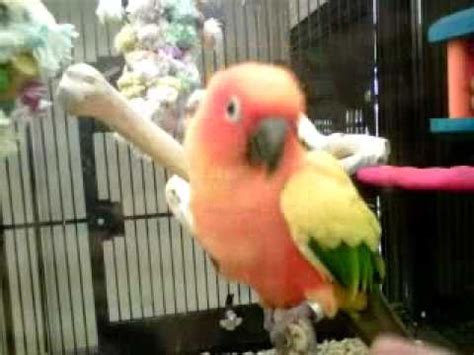 Bags from our shelves and online. Petsmart Bird - YouTube