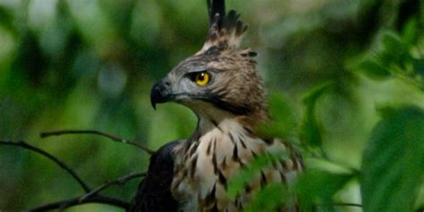 Semua orang indonesia tahu lambang negara yaitu burung garuda. Monster-Animal: 8 Hewan Langka yang Terancam Punah di ...