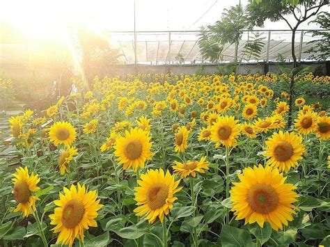 5 Kebun Bunga Matahari Paling Indah Di Indonesia Cantik Sunflower Indonesia 1080x810