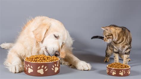 Comida Para Mascotas Historia De Un Alimento Inspirado En Las Raciones