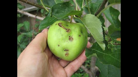 Fruit Trees Home Gardening Apple Cherry Pear Plum Diseases Of