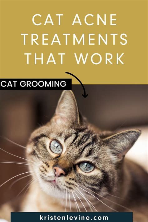 How To Treat Cat Acne Once And Fur All Pet Living Cat Acne Feline