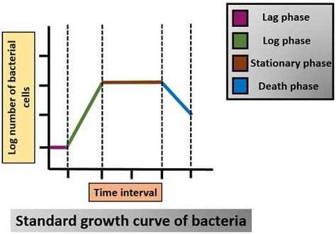 Growth Curve Of Bacteria Mathematics Video And Phases Biology Reader