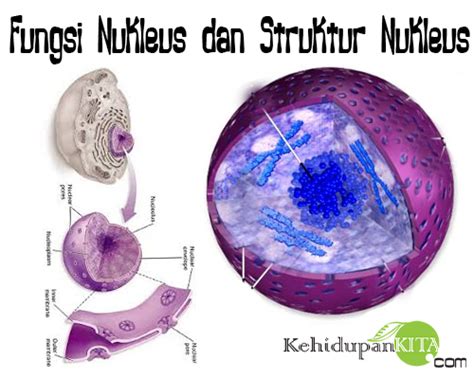 Fungsi Nukleus Dan Struktur Nukleus Karioteka Nukleoplasma Nukleolus