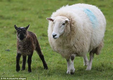 Nanny Goat Called Daisy Gives Birth To Rare Twin Sheep Goat Hybrid
